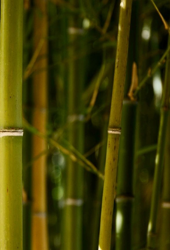 EcoBamboo